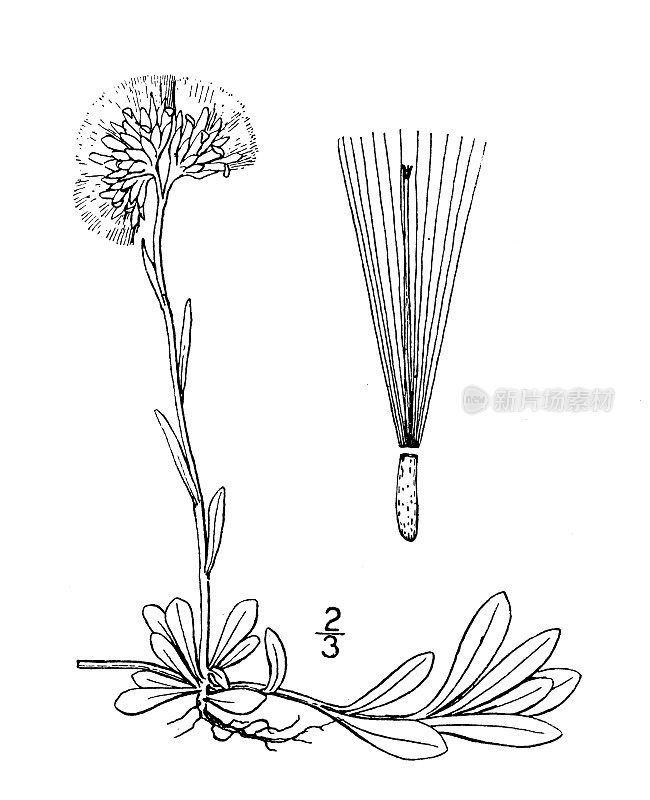 古植物学植物插图:dioica Antennaria, Mountain eternal